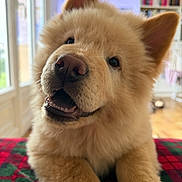 Kyûbi a rejoint le concours — aidez-le/la à gagner de superbes lots ! dog, puppy, fluffy, close_up, portrait, indoor, plaid_blanket, window, bookshelf, fur, nose, paw, teeth, cute, pet, domestic_animal, living_room, soft_light, smiling, adorable