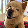 dog, puppy, fluffy, close_up, portrait, indoor, plaid_blanket, window, bookshelf, fur, nose, paw, teeth, cute, pet, domestic_animal, living_room, soft_light, smiling, adorable
