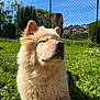 dog, puppy, fluffy, grass, outdoor, sunny, blue_sky, fence, nose, ears, eyes_closed, fur, portrait, pet, backyard, relaxation, greenery, sitting, sunlight, cute
