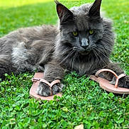Toulouse participe au concours pour gagner de l'argent avec cette photo : cat, gray_cat, fluffy, green_grass, outdoor, animal, pet, flip_flops, paw, relaxed, summer, nature, cute, grass, mammal, whiskers, domestic_cat, playful, resting, closeup