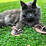 cat, gray_cat, fluffy, green_grass, outdoor, animal, pet, flip_flops, paw, relaxed, summer, nature, cute, grass, mammal, whiskers, domestic_cat, playful, resting, closeup