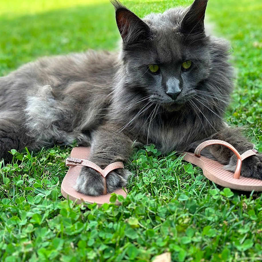 Toulouse participe au concours pour gagner de l'argent avec cette photo : animal, cat, closeup, cute, domestic_cat, flip_flops, fluffy, grass, gray_cat, green_grass, mammal, nature, outdoor, paw, pet, playful, relaxed, resting, summer, whiskers