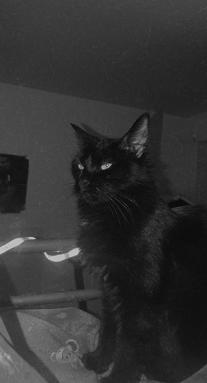 Inami a rejoint le concours — aidez-le/la à gagner de superbes lots ! black_and_white, black_cat, carnivore, cat, darkness, domestic_short_haired_cat, felidae, fur, grey, monochrome, monochrome_photography, room, shadow, small_to_medium_sized_cats, snout, still_life_photography, tail, tints_and_shades, whiskers, window