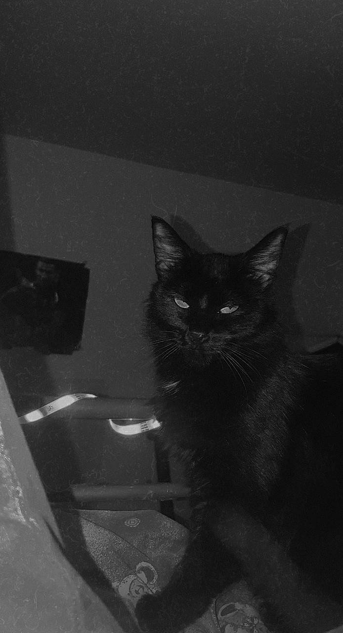 Inami a rejoint le concours — aidez-le/la à gagner de superbes lots ! audio_equipment, black_cat, carnivore, cat, darkness, domestic_short_haired_cat, felidae, fur, grey, monochrome, monochrome_photography, room, shadow, small_to_medium_sized_cats, snout, tail, tints_and_shades, whiskers, window, windshield