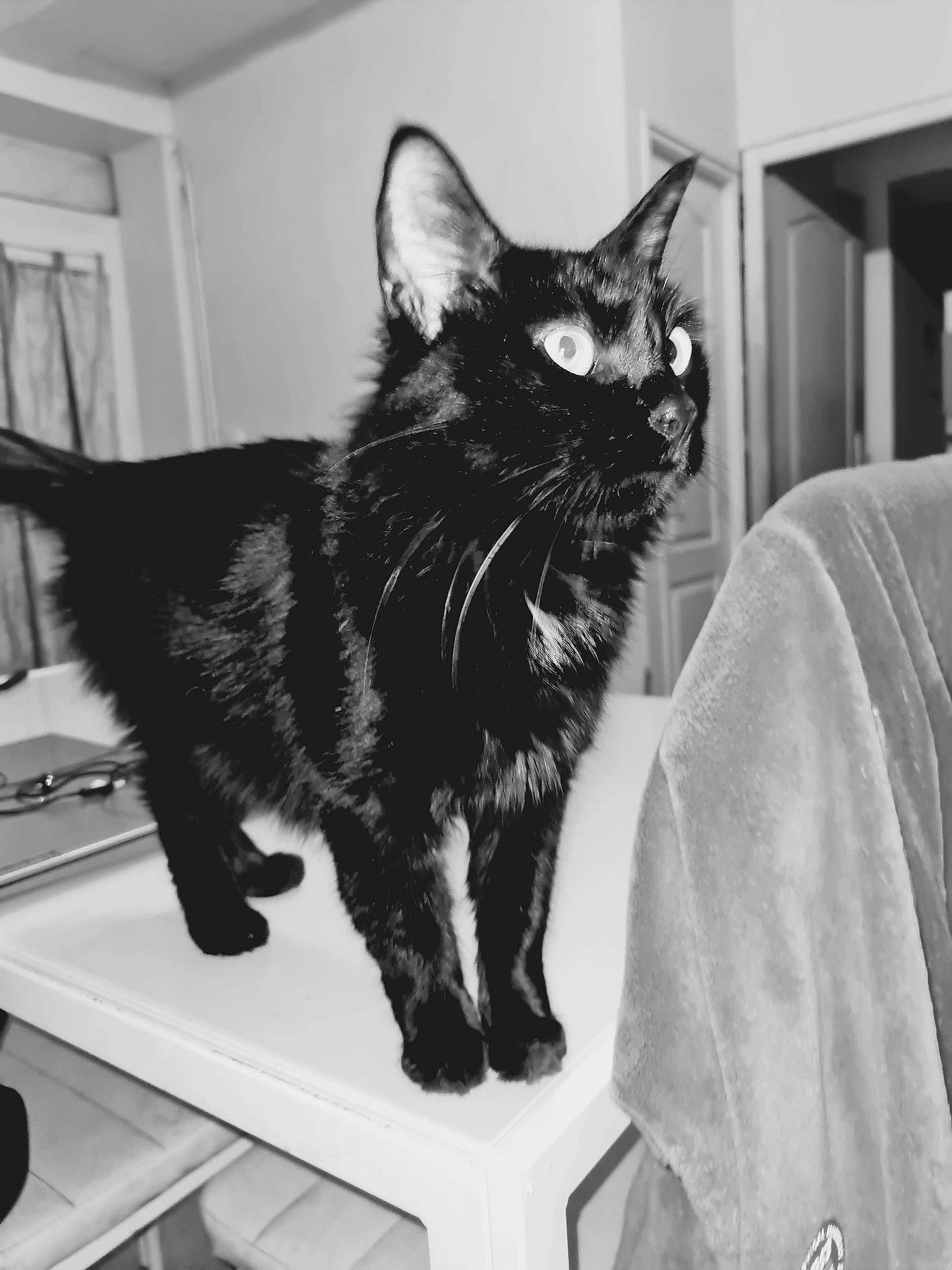 Inami a rejoint le concours — aidez-le/la à gagner de superbes lots ! black_and_white, black_cat, carnivore, cat, claw, comfort, domestic_short_haired_cat, felidae, fur, gesture, houseplant, iris, monochrome, monochrome_photography, room, small_to_medium_sized_cats, snout, style, tail, whiskers