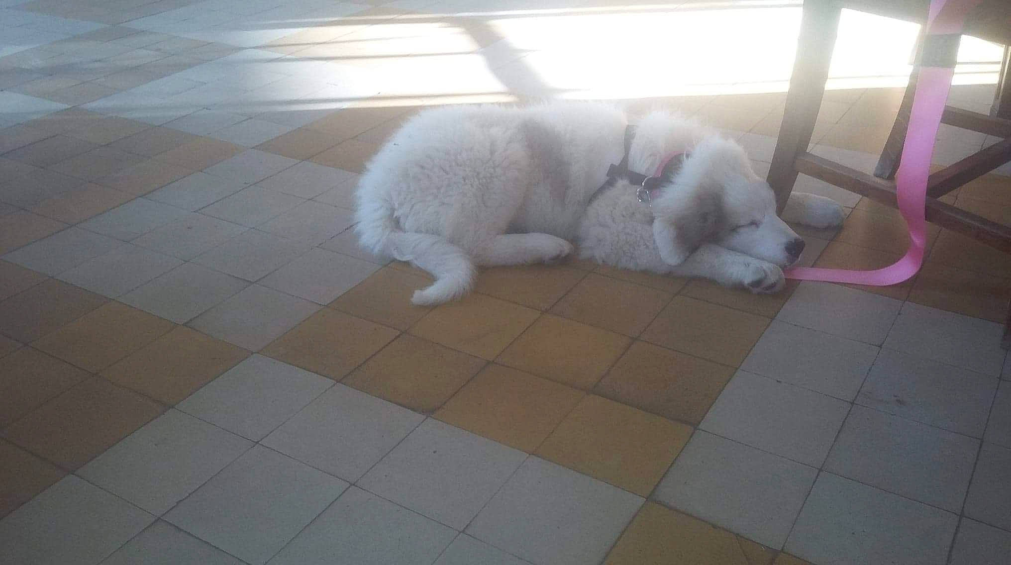 Maya a rejoint le concours — aidez-le/la à gagner de superbes lots ! carnivore, cat, companion_dog, dog_breed, domestic_short_haired_cat, fawn, felidae, floor, flooring, grey, hardwood, paw, road_surface, small_to_medium_sized_cats, snout, tail, tile_flooring, whiskers, wood, working_animal