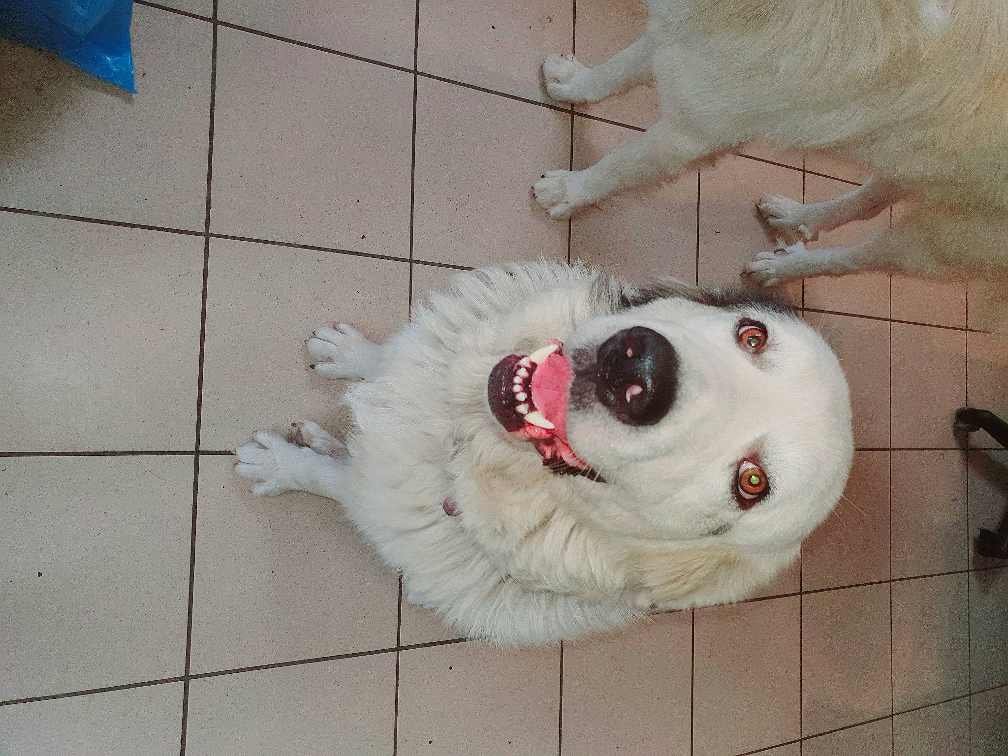 Maya participe au concours pour gagner de l'argent avec cette photo : canidae, carnivore, collar, companion_dog, dog, dog_breed, fawn, flooring, foot, fur, jaw, non_sporting_group, pet_supply, snout, sporting_group, tile_flooring, whiskers, working_animal