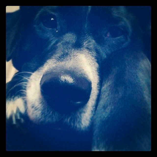 Bayley is registered to the contest to win money with this photo: