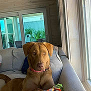 Lola joined the competition — help win amazing prizes! animal, architecture, building, canine, chair, couch, cushion, dog, door, furniture, homedecor, hound, indoors, interiordesign, livingroom, pet, plant, pottedplant, puppy, room