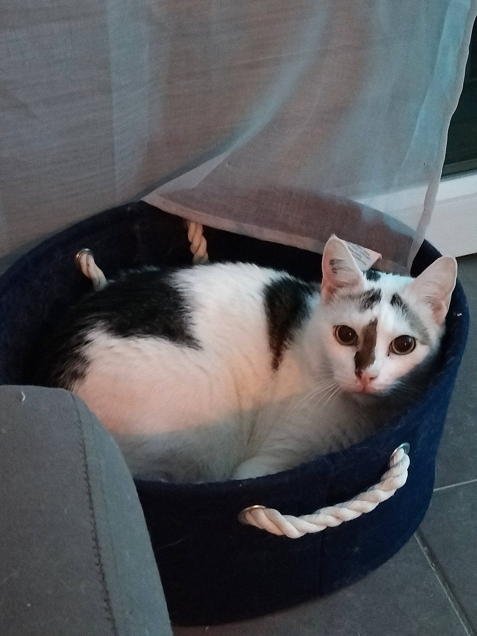 Guizmo a rejoint le concours — aidez-le/la à gagner de superbes lots ! box, carnivore, cat, comfort, domestic_short_haired_cat, eye, felidae, fur, metal, nap, paw, small_to_medium_sized_cats, snout, square, tail, whiskers, wood