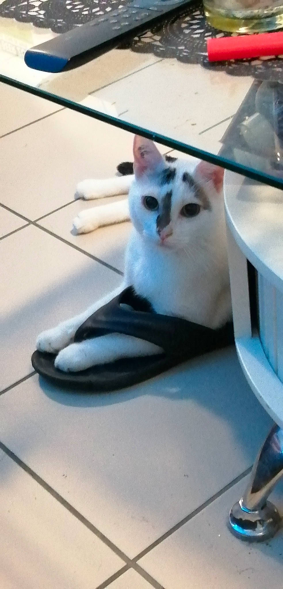 Guizmo participe au concours pour gagner de l'argent avec cette photo : automotive_exterior, automotive_lighting, carnivore, cat, comfort, domestic_short_haired_cat, felidae, fender, flooring, fur, hardwood, hood, metal, rim, small_to_medium_sized_cats, tail, whiskers, windshield, wood