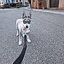 Blue participe au concours pour gagner de l'argent avec cette photo : animal, blue_eyes, buildings, canine, collar, curious, daytime, dog, husky, leash, nature, outdoor, pavement, pet, puppy, sidewalk, street, town, walking, young_dog
