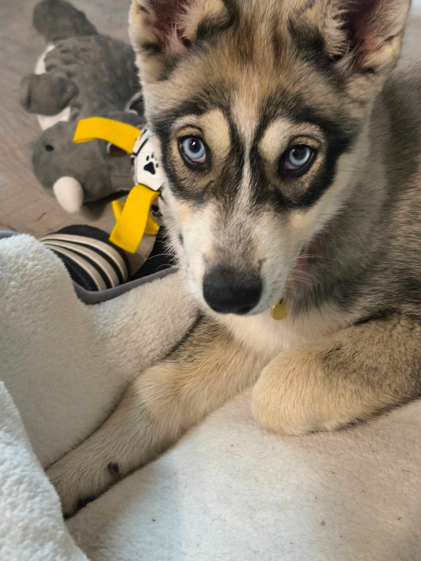 Blue participe au concours pour gagner de l'argent avec cette photo : puppy, dog, husky, blue_eyes, close_up, blanket, stuffed_toy, elephant_toy, floor, indoor, pet, resting, fur, paw, collar, toy, striped_sock, cute, animal, young
