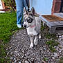 Blue participe au concours pour gagner de l'argent avec cette photo : blue_eyes, casual_clothing, curious, dog, doormat, doorstep, grass, gravel_path, house, husky, jeans, leash, nature, outdoor, person, pet, puppy, sidewalk, walking, young