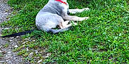 Blue participe au concours pour gagner de l'argent avec cette photo : alert, animal, blue_eyes, car, collar, curious, dog, fur, grass, ground, husky, leash, nature, outdoor, pet, puppy, side_view, sitting, white_car, young_dog