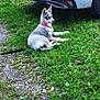 alert, animal, blue_eyes, car, collar, curious, dog, fur, grass, ground, husky, leash, nature, outdoor, pet, puppy, side_view, sitting, white_car, young_dog