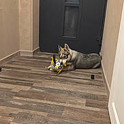 Blue participe au concours pour gagner de l'argent avec cette photo : animal, blurred_person, chewing, dog, door, floor, frosted_glass, hallway, house, husky, indoor, pet, playing, puppy, reflection, soccer_ball, toy, wall, wooden_floor, young_dog