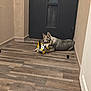 animal, blurred_person, chewing, dog, door, floor, frosted_glass, hallway, house, husky, indoor, pet, playing, puppy, reflection, soccer_ball, toy, wall, wooden_floor, young_dog