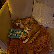 Kimi is registered to the contest to win money with this photo: animal, blanket, book, cat, comfort, couch, cozy, feline, fur, home, indoor, living_room, orange_tabby, pet, pillow, reading, relaxed, resting, soft, yawning