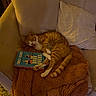 animal, blanket, book, cat, comfort, couch, cozy, feline, fur, home, indoor, living_room, orange_tabby, pet, pillow, reading, relaxed, resting, soft, yawning