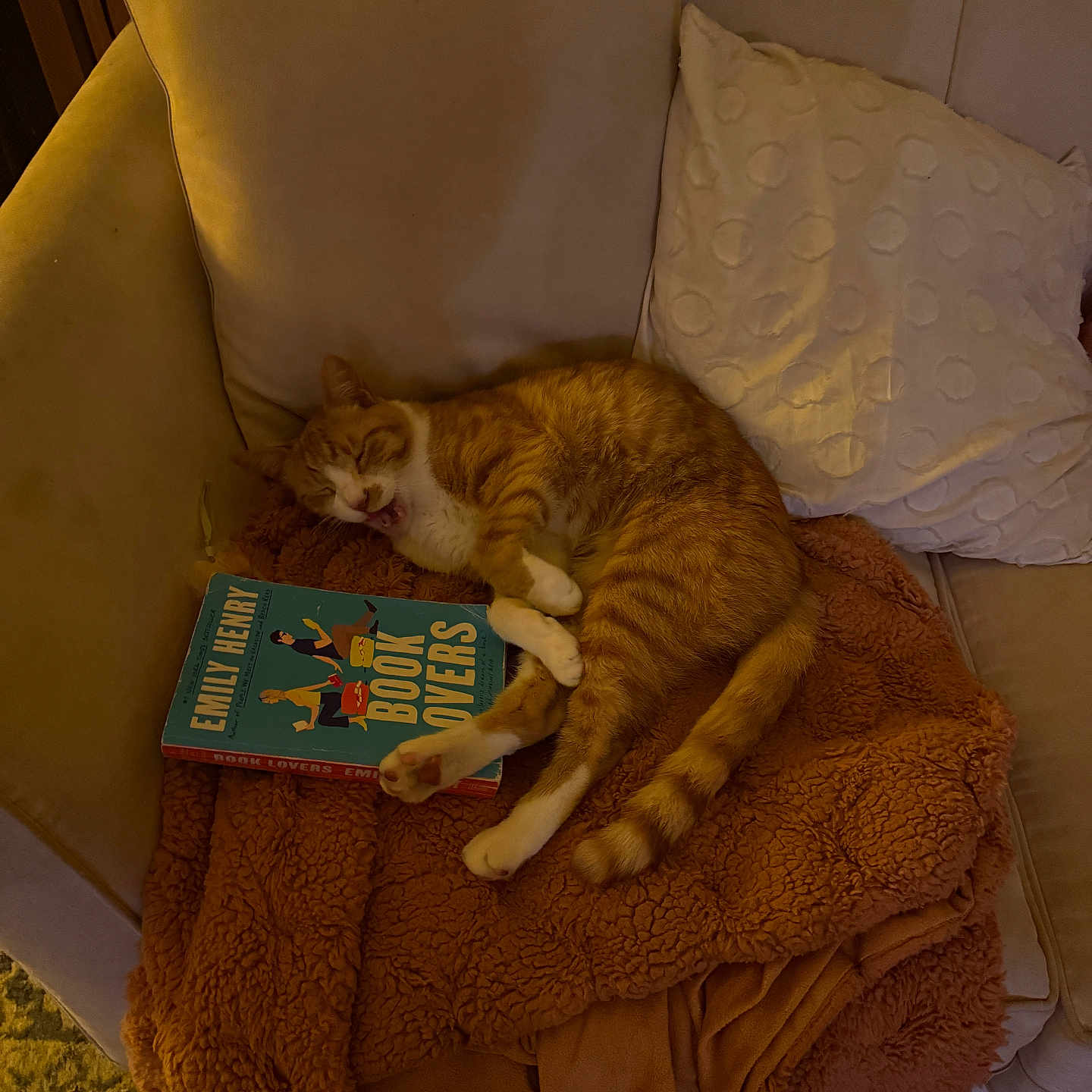 Kimi is registered to the contest to win money with this photo: animal, blanket, book, cat, comfort, couch, cozy, feline, fur, home, indoor, living_room, orange_tabby, pet, pillow, reading, relaxed, resting, soft, yawning