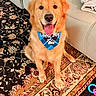 dog, golden_retriever, pet, happy, smiling, tongue_out, sitting, bandana, good_boy, blue_accessory, indoor, living_room, couch, ornate_rug, carpet, chew_toy, fluffy, golden_fur, portrait, friendly