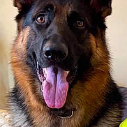 Tigger joined the competition — help win amazing prizes! attention, canine, close_up, collar, companion, dog, ears, eyes, friendly, fur, german_shepherd, happy, indoor, muzzle, nose, panting, pet, portrait, tongue_out, whiskers