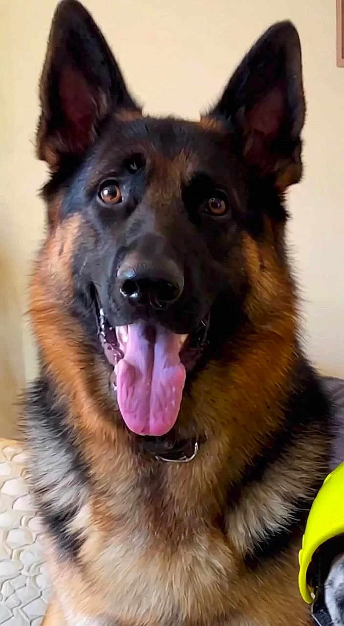 Tigger joined the competition — help win amazing prizes! attention, canine, close_up, collar, companion, dog, ears, eyes, friendly, fur, german_shepherd, happy, indoor, muzzle, nose, panting, pet, portrait, tongue_out, whiskers