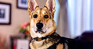 Nova joined the competition — help win amazing prizes! animal, canine, collie, coyote, dog, germanshepherd, head, hound, husky, indoors, interiordesign, person, pet, policedog, puppy, snout, walkingdog