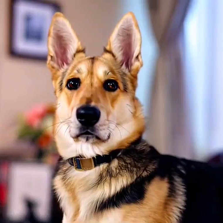Nova joined the competition — help win amazing prizes! animal, canine, collie, coyote, dog, germanshepherd, head, hound, husky, indoors, interiordesign, person, pet, policedog, puppy, snout, walkingdog