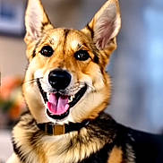 Nova is registered to the contest to win money with this photo: adorable, black_nose, blurred_background, brown_and_black_coat, canine, close_up, collar, corgi_like, dog, ears_up, fur, happy, indoor, pet, portrait, sitting, smiling, teeth, tongue_out, whiskers