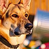 alert, animal, black_nose, blurred_background, brown_fur, canine, closeup, collar, daylight, dog, ears, fence, focused, german_shepherd, grass, nature, outdoor, pet, portrait, sunlight