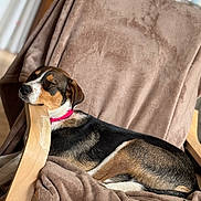 Aïka participe au concours pour gagner de l'argent avec cette photo : dog, sleeping, chair, blanket, indoor, relaxed, resting, pet, fur, collar, wood, comfort, cozy, animal, brown, black, white, tan, home, nap