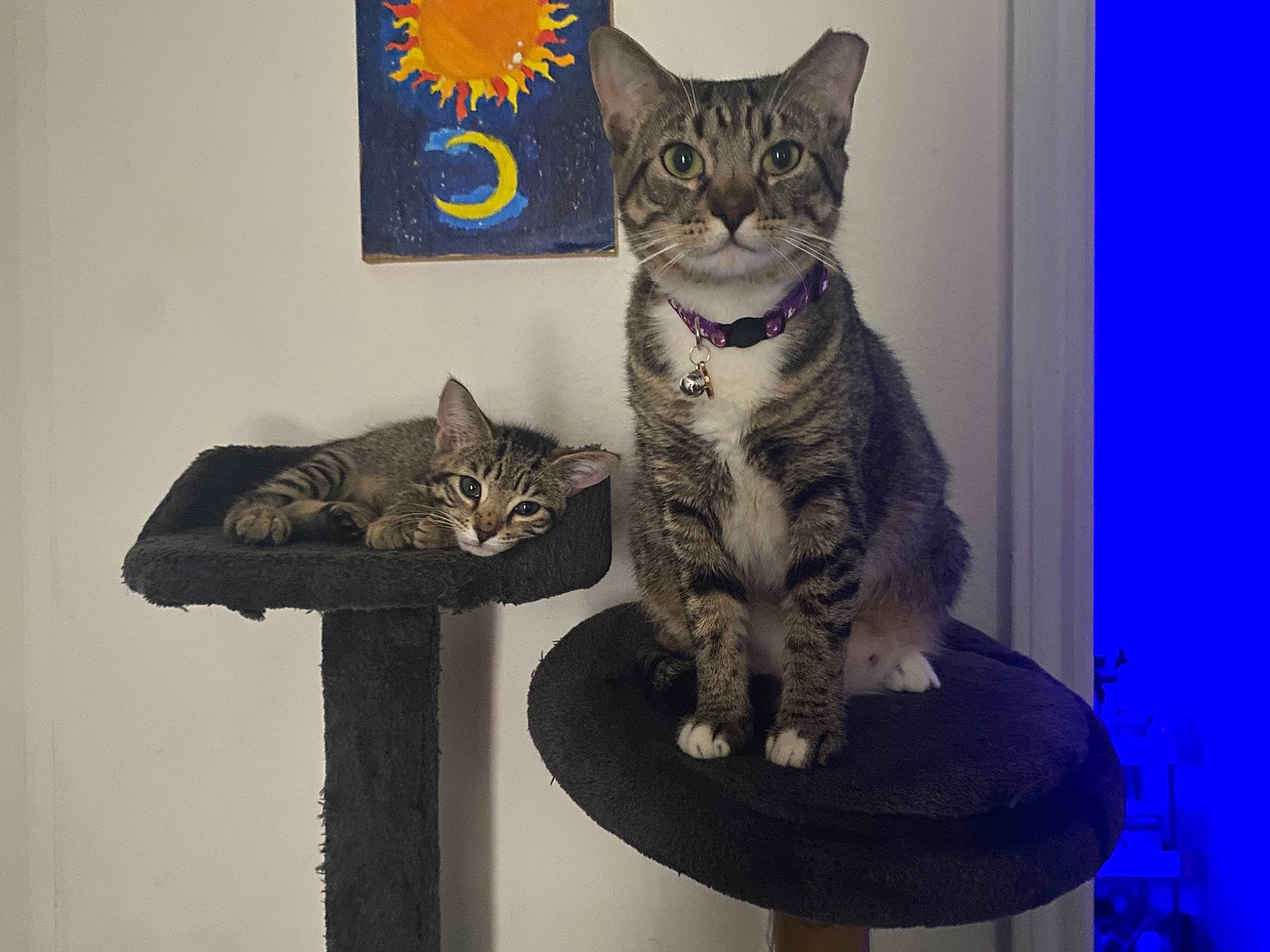 Cinnamon is registered to the contest to win money with this photo: carnivore, cat, cat_supply, domestic_short_haired_cat, electric_blue, felidae, fur, paw, pet_supply, photo_caption, shelf, sitting, small_to_medium_sized_cats, snout, table, tail, whiskers