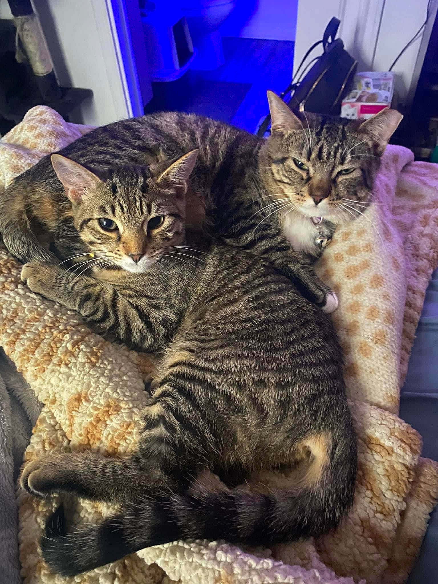 Cinnamon joined the competition — help win amazing prizes! carnivore, cat, claw, comfort, domestic_short_haired_cat, felidae, fur, houseplant, nap, paw, small_to_medium_sized_cats, snout, tail, whiskers