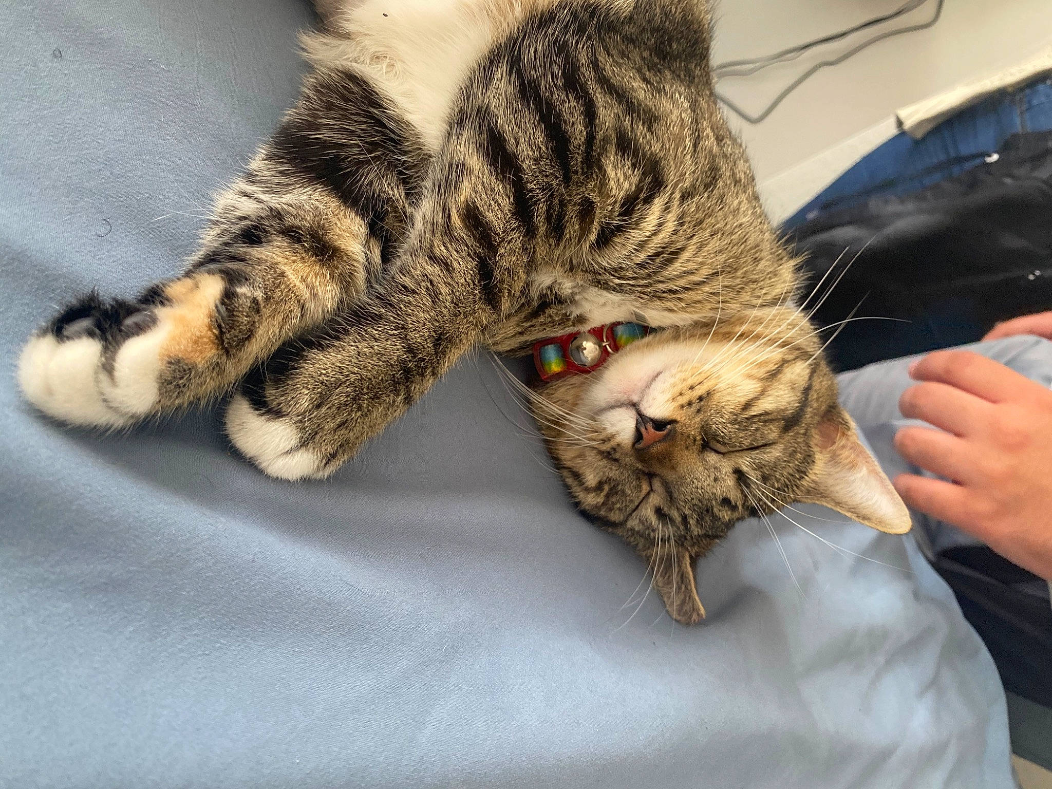 Cinnamon joined the competition — help win amazing prizes! carnivore, cat, claw, comfort, domestic_short_haired_cat, felidae, fur, hand, military_camouflage, nail, nap, paw, sleep, small_to_medium_sized_cats, snout, tail, terrestrial_animal, whiskers