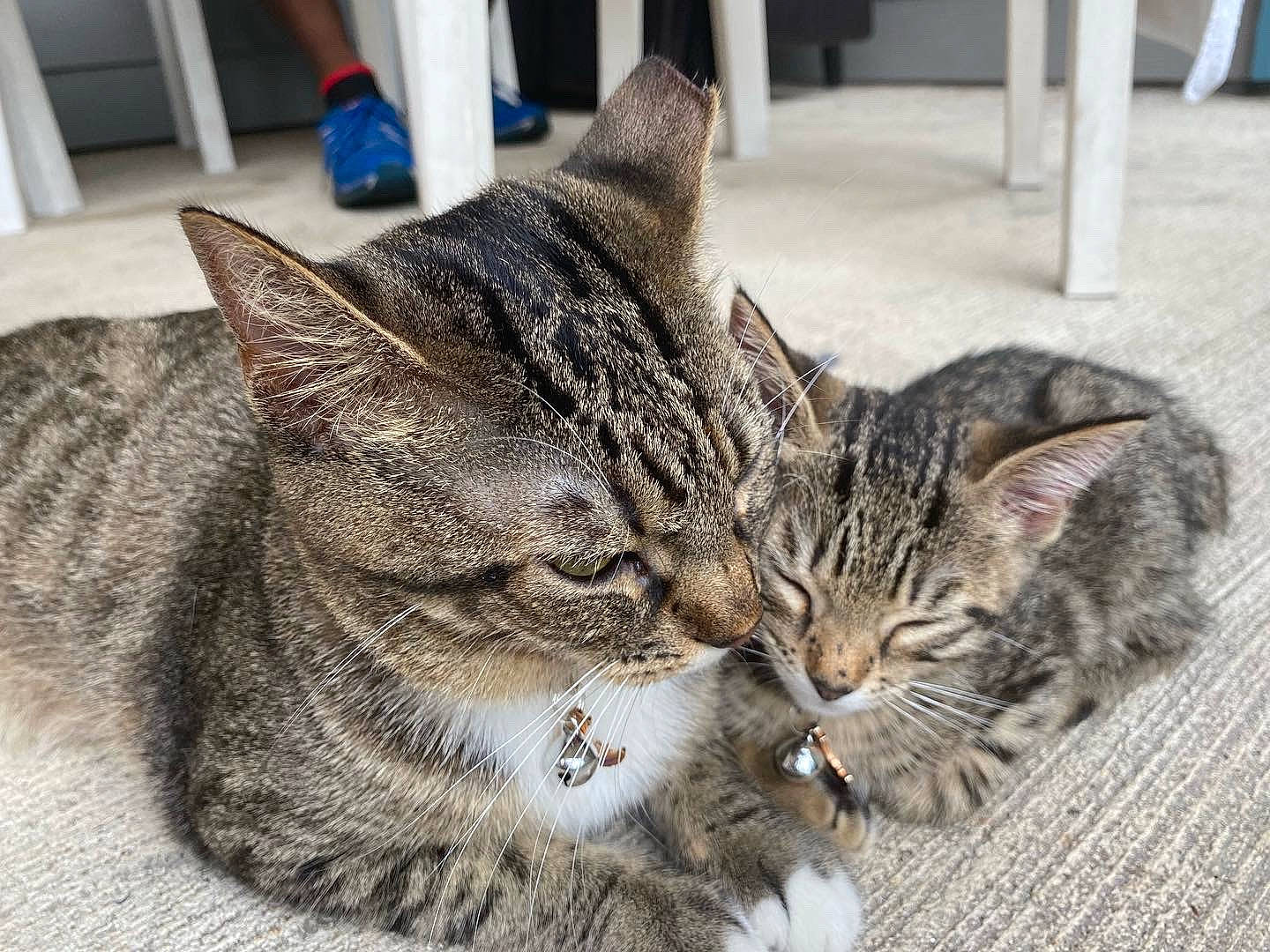 Cinnamon is registered to the contest to win money with this photo: carnivore, cat, felidae, fur, small_to_medium_sized_cats, snout, terrestrial_animal, whiskers