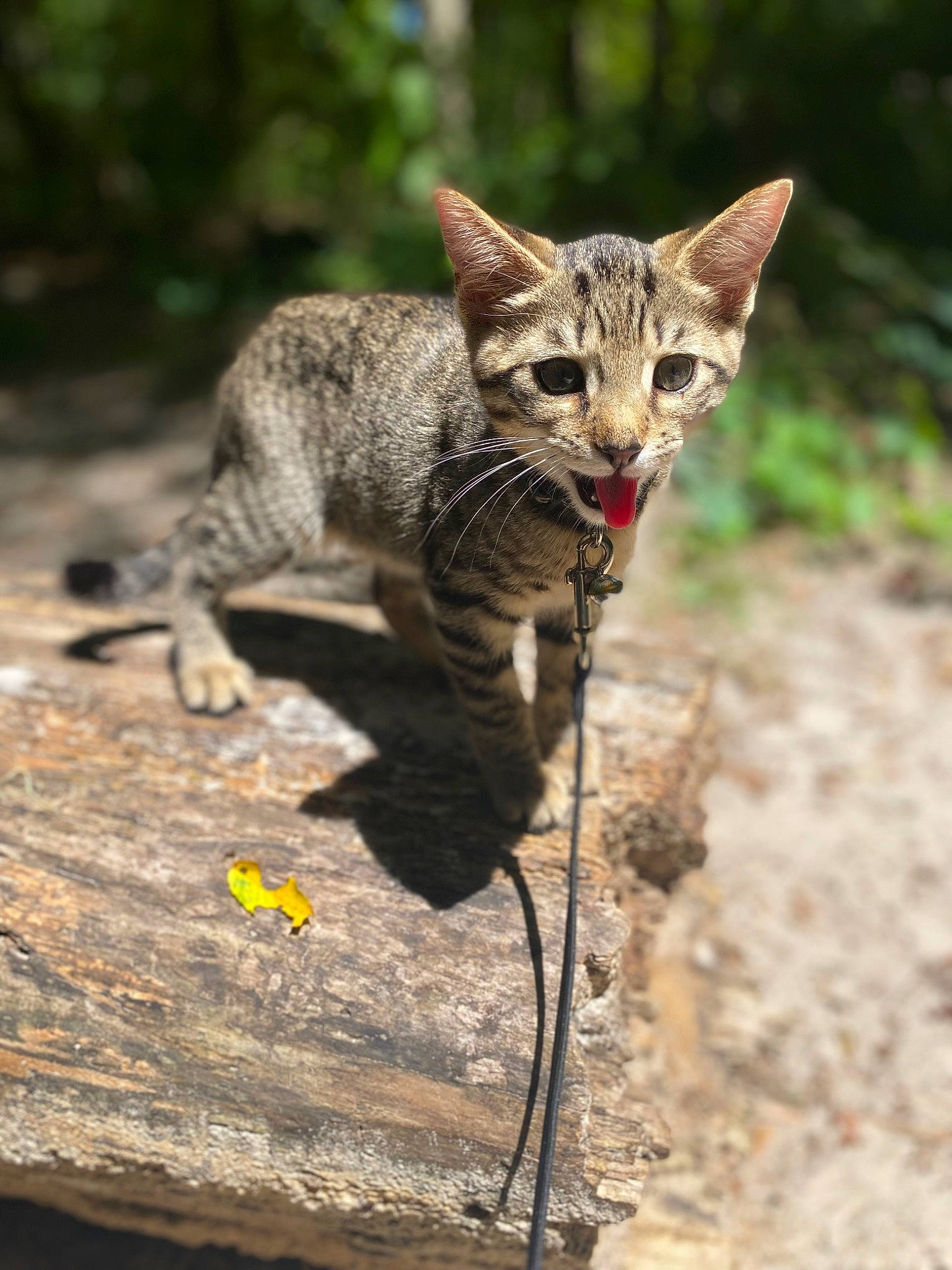 Moonknight is registered to the contest to win money with this photo: carnivore, cat, claw, domestic_short_haired_cat, fawn, felidae, fur, grass, organism, paw, plant, small_to_medium_sized_cats, snout, tail, terrestrial_animal, whiskers, wildlife, wood