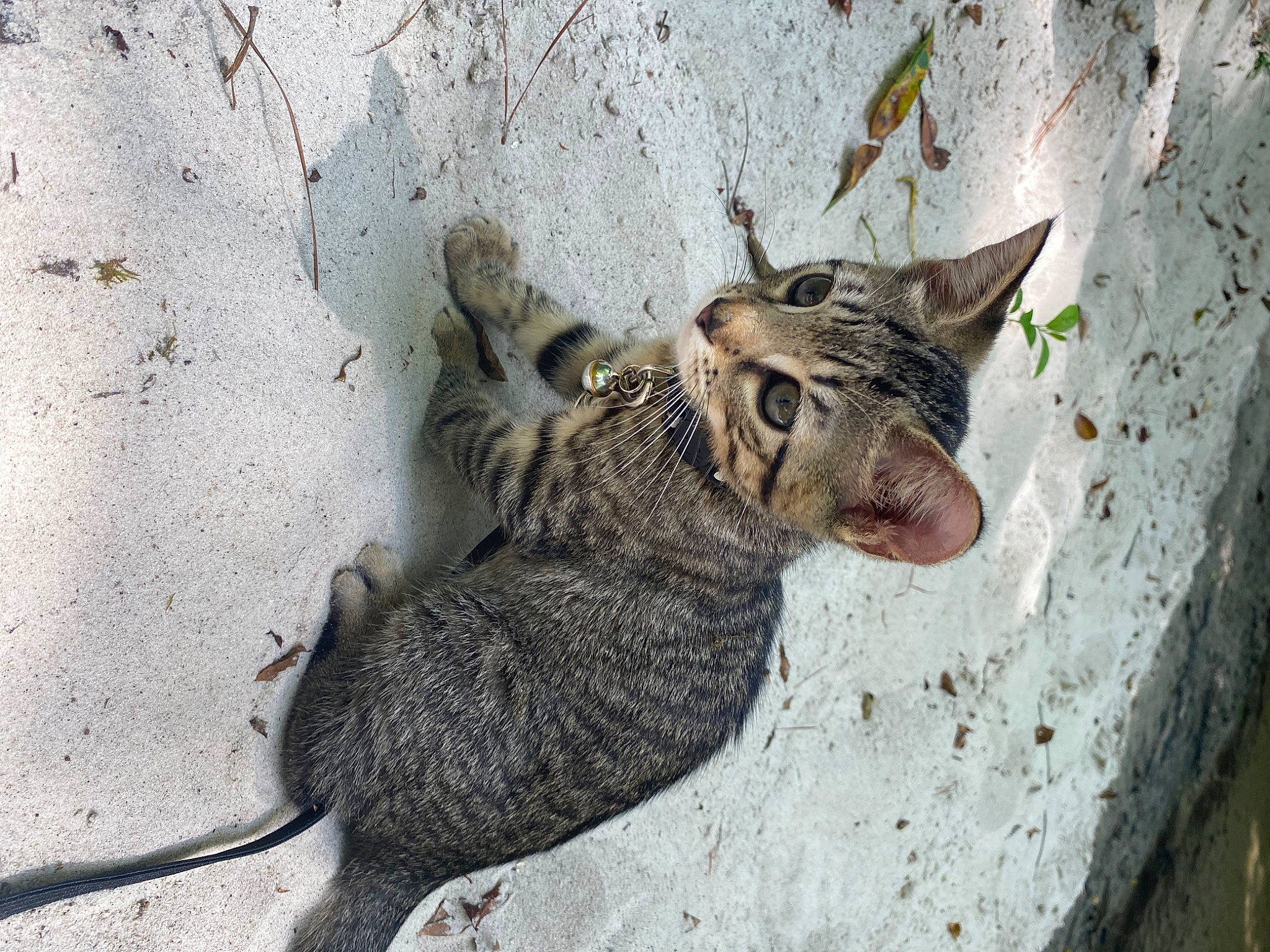 Moonknight joined the competition — help win amazing prizes! art, carnivore, cat, claw, domestic_short_haired_cat, felidae, fur, grey, organism, paw, road_surface, sand, small_to_medium_sized_cats, snout, tail, terrestrial_animal, whiskers, wildlife