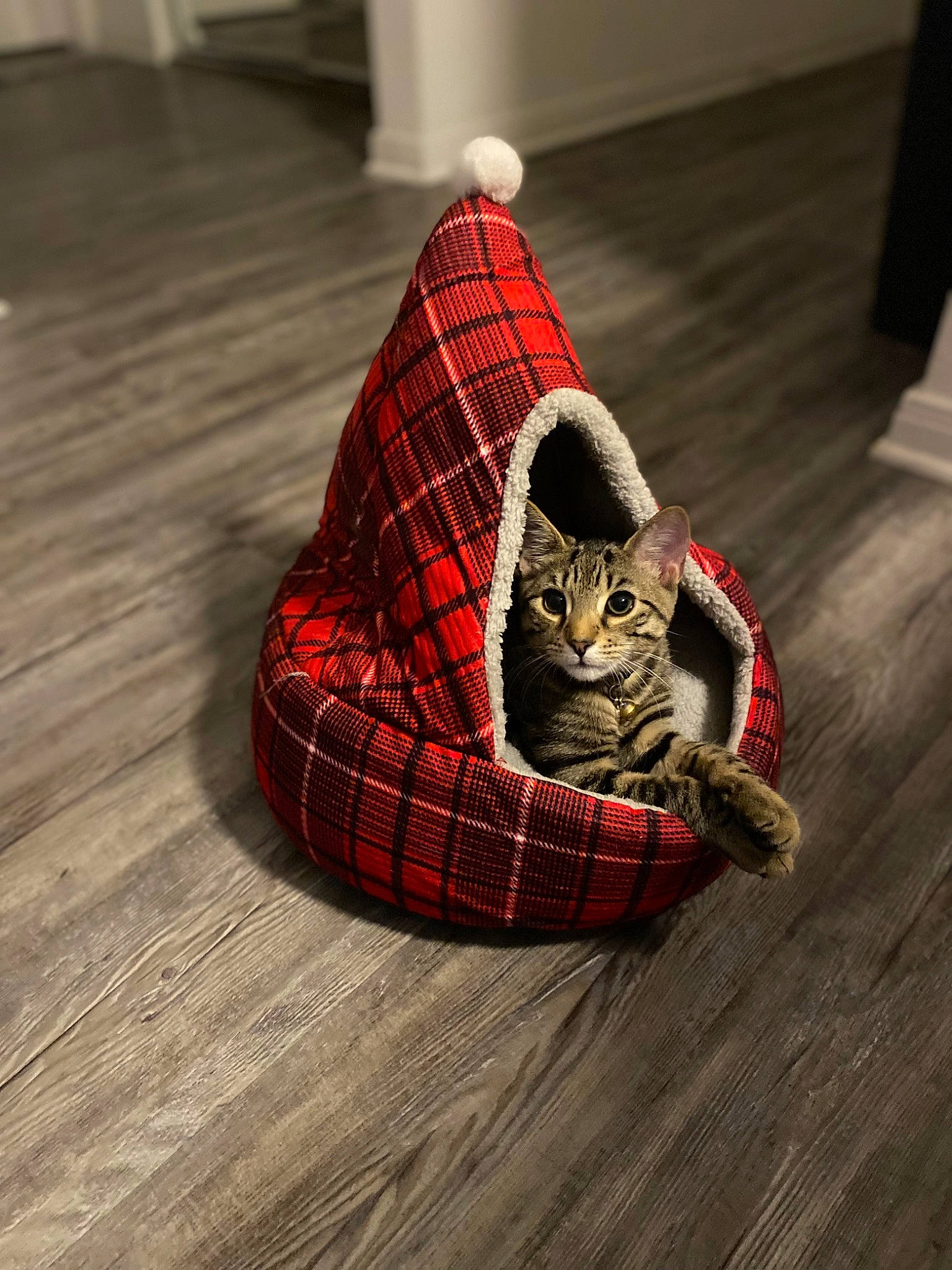 Moonknight is registered to the contest to win money with this photo: brown, carnivore, cat, comfort, felidae, floor, flooring, grey, hardwood, human_leg, pattern, plaid, road_surface, small_to_medium_sized_cats, snout, tail, tartan, whiskers, wood, wood_stain