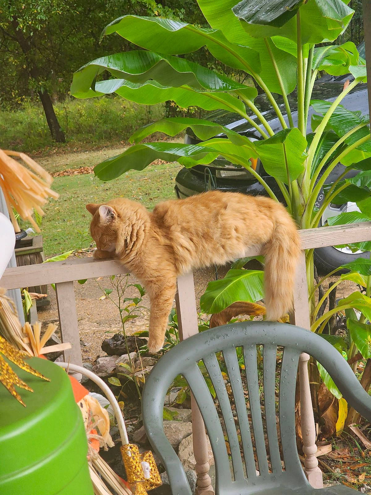 Reo is registered to the contest to win money with this photo: botany, carnivore, cat, chair, fawn, felidae, flowerpot, grass, green, leisure, outdoor_furniture, plant, small_to_medium_sized_cats, tail, terrestrial_animal, terrestrial_plant, tree, whiskers, wildlife, wood