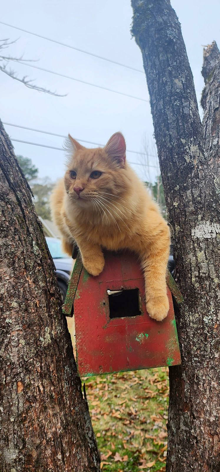 Reo is registered to the contest to win money with this photo: art, carnivore, cat, domestic_short_haired_cat, fawn, felidae, fur, grass, plant, sky, small_to_medium_sized_cats, snout, tail, tree, trunk, twig, whiskers, window, winter, wood