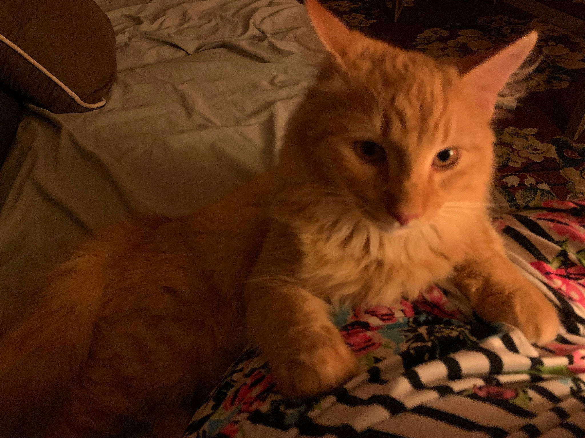 Reo is registered to the contest to win money with this photo: bed, carnivore, cat, claw, comfort, couch, domestic_short_haired_cat, eye, fawn, felidae, fur, iris, lap, paw, plant, sitting, small_to_medium_sized_cats, snout, tail, whiskers