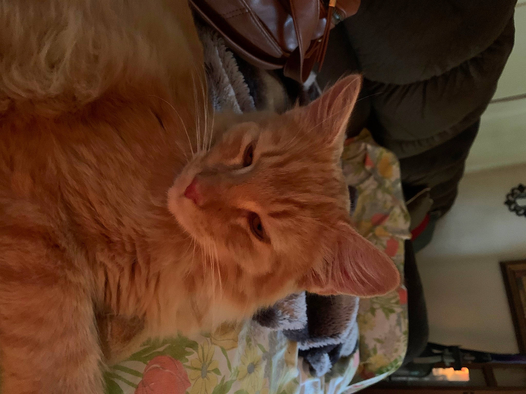 Reo joined the competition — help win amazing prizes! carnivore, cat, chair, claw, domestic_short_haired_cat, ear, fawn, felidae, fur, paw, small_to_medium_sized_cats, snout, tail, terrestrial_animal, whiskers, wood