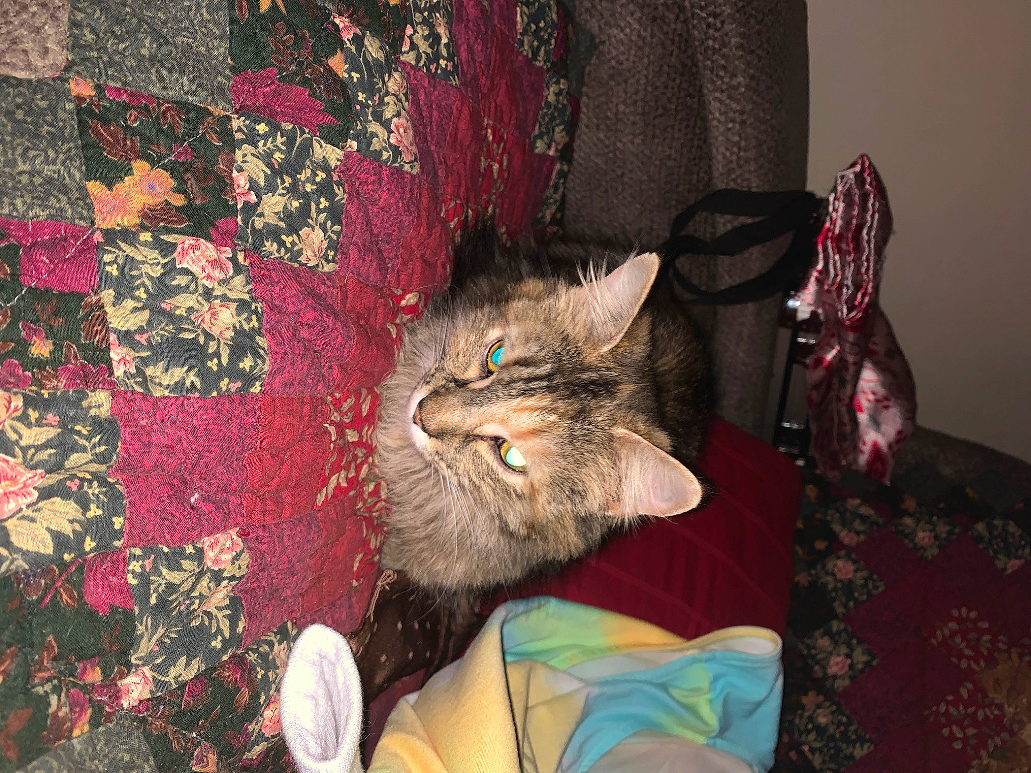 Bonkers is registered to the contest to win money with this photo: carnivore, cat, claw, comfort, domestic_short_haired_cat, fawn, felidae, fur, linens, nap, pattern, paw, plant, room, small_to_medium_sized_cats, tail, visual_arts, whiskers