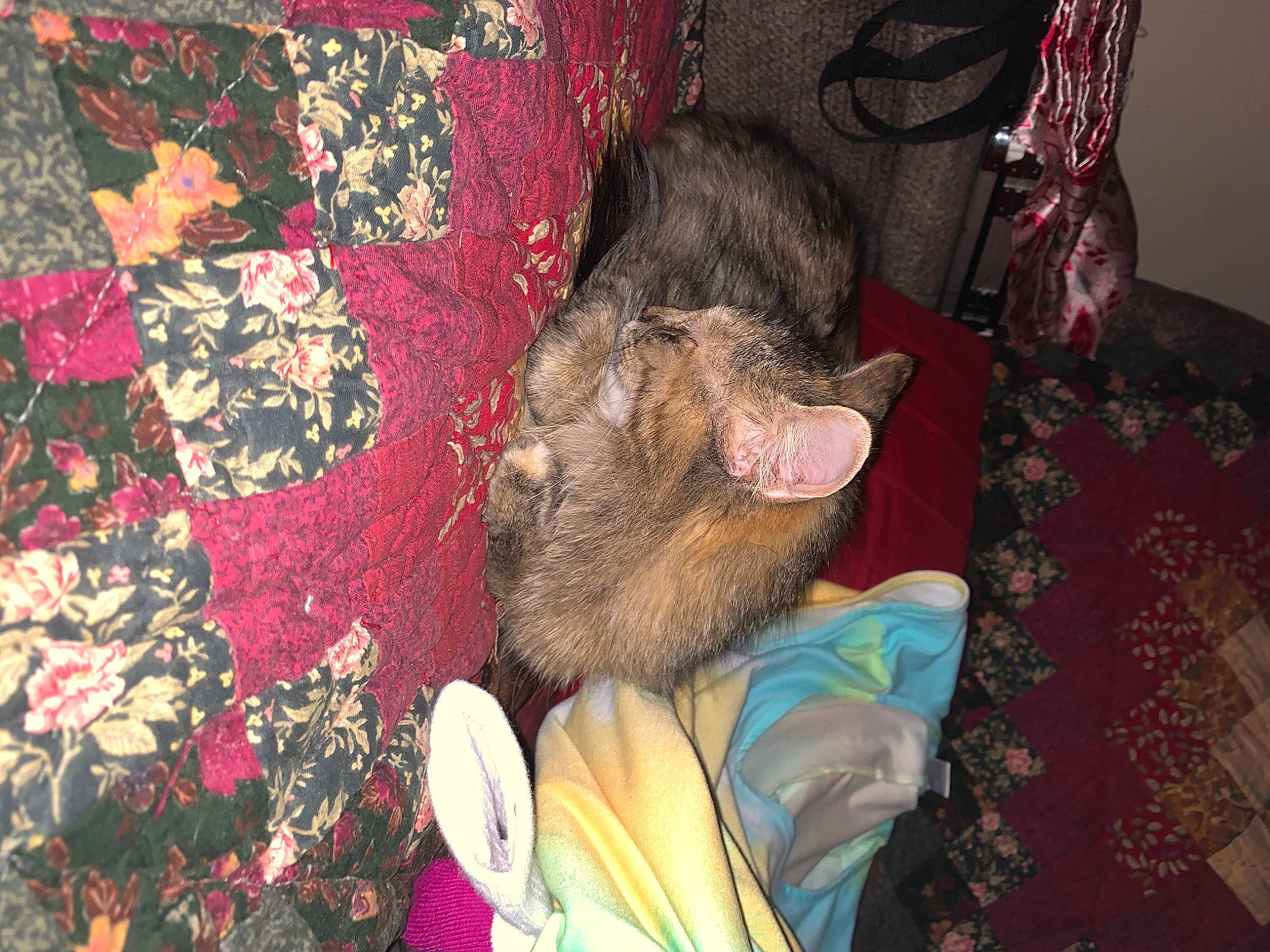 Bonkers joined the competition — help win amazing prizes! beard, bedding, blanket, canidae, carnivore, comfort, companion_dog, dog, fawn, felidae, fur, linens, magenta, nap, pattern, room, small_to_medium_sized_cats, textile, visual_arts, woven_fabric