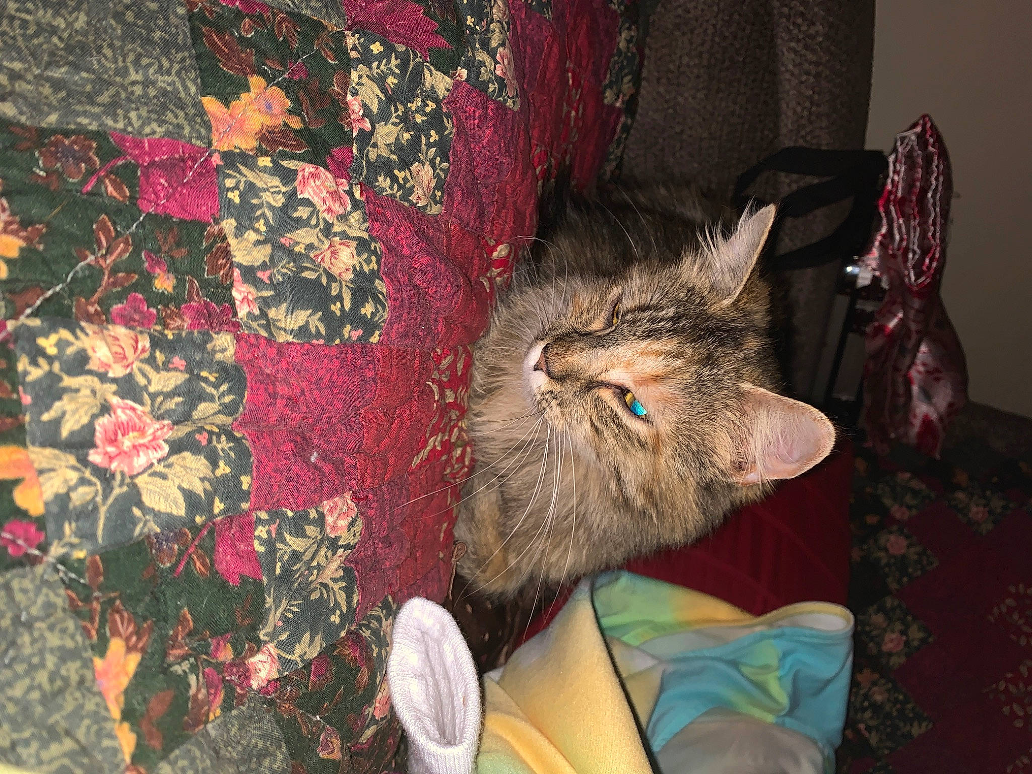 Bonkers is registered to the contest to win money with this photo: canidae, carnivore, cat, chair, claw, comfort, domestic_short_haired_cat, fawn, felidae, fur, grey, linens, pattern, paw, plant, small_to_medium_sized_cats, tail, textile, visual_arts, whiskers