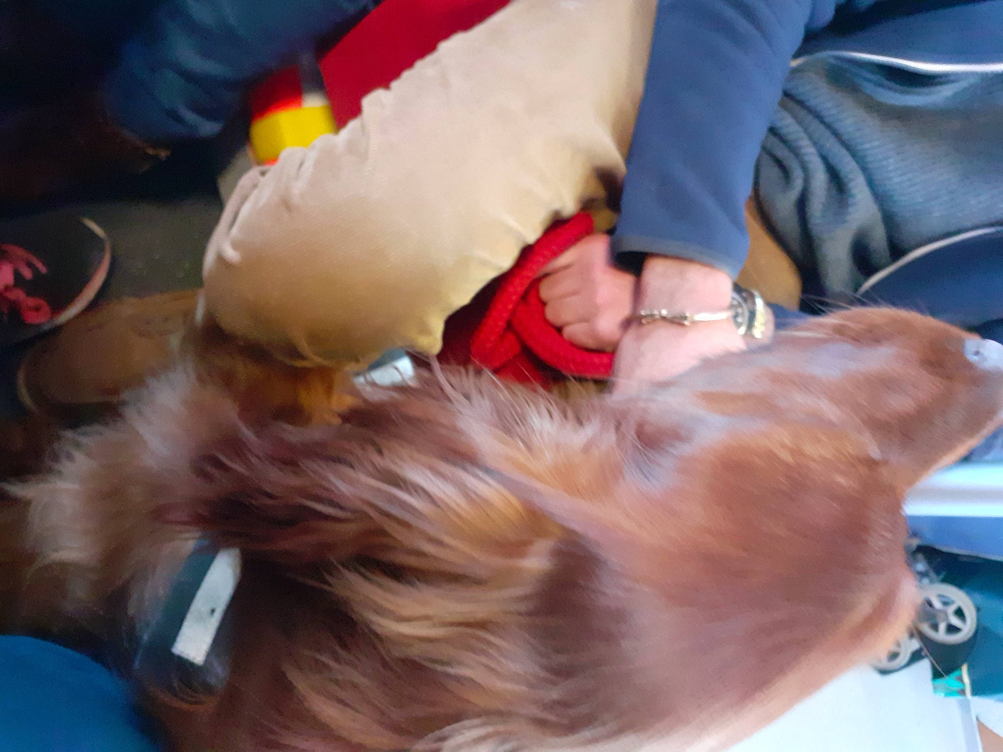 Nordet a rejoint le concours — aidez-le/la à gagner de superbes lots ! canidae, carnivore, chair, companion_dog, dog, dog_breed, ear, fashion_accessory, fawn, felidae, fur, human_leg, lap, liver, retriever, small_to_medium_sized_cats, snout, sporting_group, tail, watch