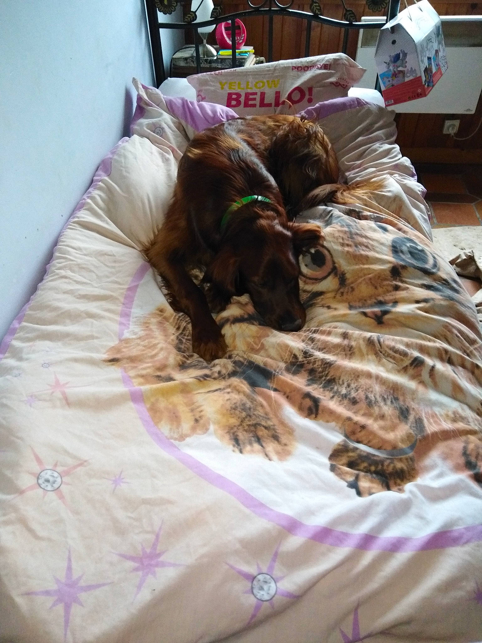 Nordet participe au concours pour gagner de l'argent avec cette photo : bed, canidae, carnivore, comfort, companion_dog, dog, dog_breed, duvet, fawn, felidae, fur, linens, liver, magenta, pattern, purple, room, small_to_medium_sized_cats, sporting_group, textile