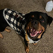 Bear is registered to the contest to win money with this photo: dog, rottweiler, pet, animal, black_and_brown, jacket, clothing, smiling, happy, indoor, carpet, floor, water_jug, canine, mammal, fur, domestic_animal, looking_up, teeth, ears